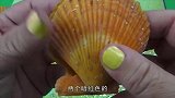 打开蚌壳后我惊呆了，原来珍珠是这么来的，一起来看一看
