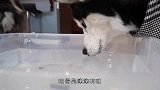 主人和金毛犬比赛吃面条，你猜谁会赢呢狗狗：这简直小意思！