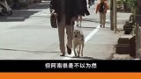 导盲犬可不是随随便便就能领养的，要考试的