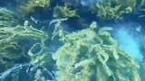 潜水的时候，发现大量的海胆