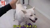 给大家看看啥叫‘舔狗’ 这才是真舔狗 你们喜欢这样的狗吗