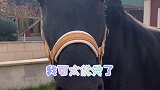 把饼干放在飓风的鼻子上，他会有什么反应飓风呀 迷惑行为大赏