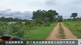 西部雄狮联盟：兄弟过河巡逻，最终被有偿狩猎，可悲可叹