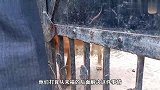 贪玩狗狗头被卡在门缝里,路过的人纷纷前来救援,还给狗狗喂水喝