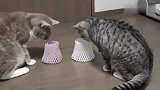 水果果网兜住做围脖，两只猫咪对视一眼，表情亮了