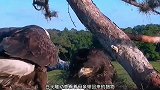 白头雕捕杀黄头鹭，黄头鹭为了逃命竟装死，真是个戏精