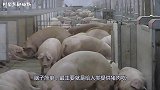 一头有才华的猪，给它一支画笔它就能作画，被称为“猪界毕加索