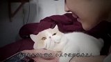 猫咪看到主人抱别的宠物，赶紧钻进主人怀里：主人，我也要抱抱！