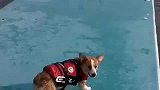 自拍秀-20110725-可卡犬优美的跳水