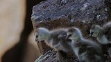 小小的鸟宝宝竟然从一百多米高的悬崖上往下跳