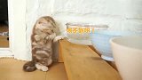 小奶猫喝不到水干着急，要是再长高点就好了！
