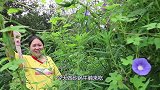 牛腩这样做才最馋人，香味四溢口水流，胖妹1人吃1锅，相当过瘾