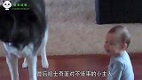 哈士奇和宝宝吵架,最后彻底急眼,二哈快把你的傻儿子弄走