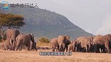为何非洲人饿着都不吃的东西，却遭中国游客抢购游客不识货