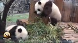 两个淘气的熊孩子在熊猫妈妈身后打得不可开交，画风真是萌到家了