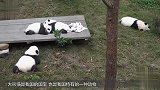 全球首例！白色大熊猫见过吗？简直就像北极熊跑错片场