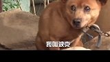 我叫波克，我开始慢慢相信人类了，我这样做对吗？