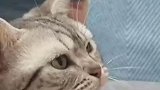 猫咪被自己的老婆凶，吓的在主人怀里瑟瑟发抖