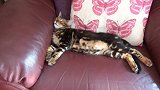 呆萌小猫咪上线，这躺在沙发上的样子，真是惬意极了呢！