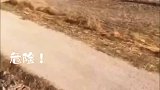 暴怒公牛挑飞无辜路人，两辆车来救他