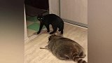 胖胖的小浣熊在地上蠕动，突然向猫扑了过去！