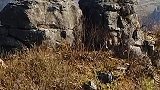 贵州大山有一块神奇的石头竟然像只鸭子
