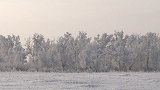忽如春风来万树梨花开！新疆一村庄现大范围雾凇奇观把人美醉了