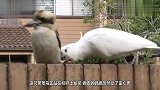鹦鹉与笑翠鸟栏杆上发呆，鹦鹉突然起了坏心思