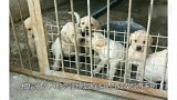繁殖犬的下场，比被人吃掉更为悲惨，背后问题引人深思