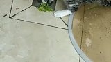 猫：铲屎的下水道我帮你掏了，今晚要加餐噢！