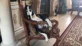 大狗依靠在椅子上，困得眼睛都睁不开了，真是太可爱了！