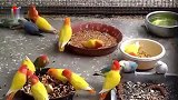 如果二百只爱情鸟聚在一起进食，你想象过那种画面吗