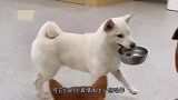 猫咪被关在门外，整整骂了主人十分钟，求翻译！