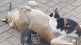 动物的世界很奇妙，与猫相处的很融洽