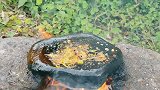 香椿叶吃多了，就是没吃过烤香椿叶，原来烤的这么好吃