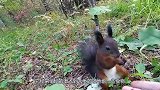 松鼠偷啄木鸟藏的食物，结果被啄木鸟抓个现行，一顿暴揍！