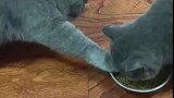 猫不爱吃了，要把面子保住！