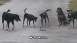 眼镜蛇王被五只恶犬打惨了,豪无还手之力