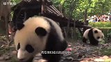 熊猫宝宝喝奶不安分，卖萌撒娇求抱抱，奶妈出手画风秒变