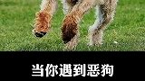 当你遇到恶狗，教你一招让它秒怂