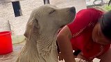 狗：你这个下人当地，还算满意
