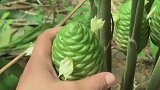 这果实捏起来居然会爆浆