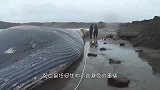 大象死后的尸体一定不能碰！小伙不听劝，这下“凉凉”了！