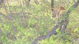 一头花豹准备伏击同类，犹犹豫豫样子，被同类发现免不了大战一场