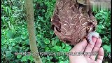 螳螂将黄蜂死死钳住，本以为胜券在握，结果马蜂逆袭了！