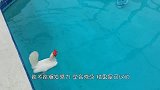 主人为了让乌龟冬眠，将其冻在冰箱里，2个月后取出有些不知所措