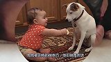 狗狗眼馋小主人的早餐，最后“以舞换食”成功，厉害了