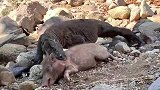 科莫多巨蜥想一口吞下野猪