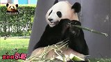 熊猫结浜把肚皮当饭桌，得意洋洋地啃着竹子，圆圆脸萌到犯规