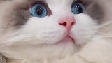 布偶猫：请看我的眼睛和颜值，让你知道什么叫“女神”